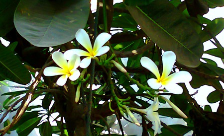 White flowers - white, nature, flowers