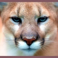 MOUNTAIN LION