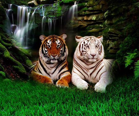 TOGETHER IS BETTER.. - nature, friends, friendship, the beauty, tiger, wild, life