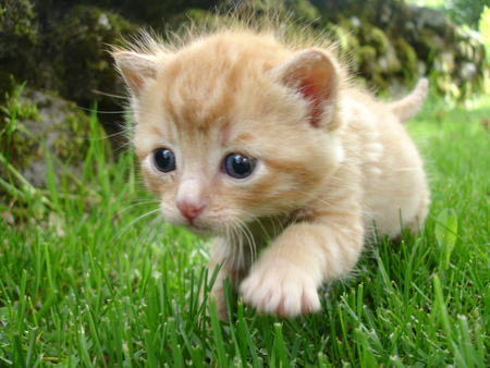 Lovely kitten - cute, grass, cat, kitten