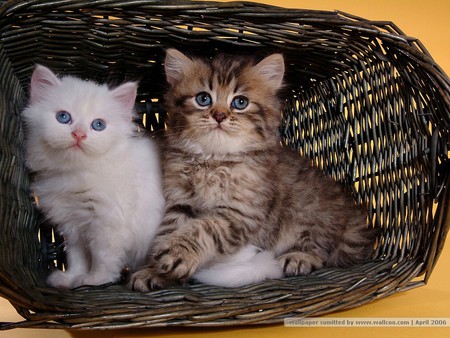 Persian cats in basket - persian, pet, animal, kitten, feline, sweet, cat