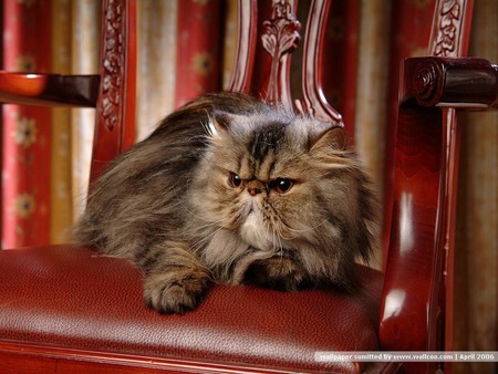 Persian kitten - persian, pet, animal, kitten, feline, cat