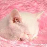 White kitten