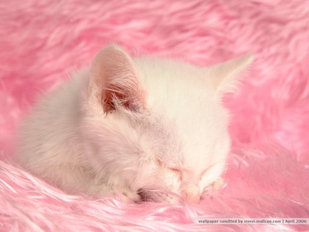 White kitten - white, animal, pink, kitten, pet, cat, feline