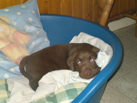 my name is koko - lab, chocolate, adorable, friendly