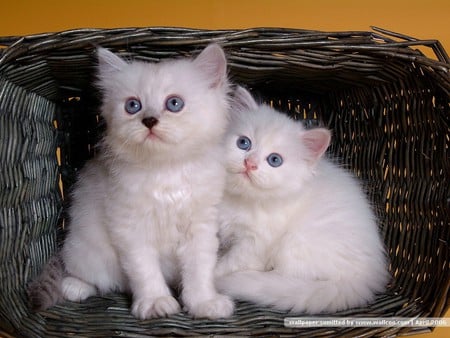 White persian kittens in basket - cat, feline, animal, pet, basket, persian, kitten