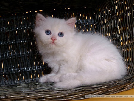 Persian cat - animal, kitten, pet, cat, feline, persian