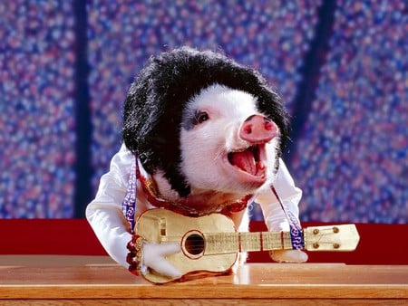 Musician pig - animal, musician, custome, pig