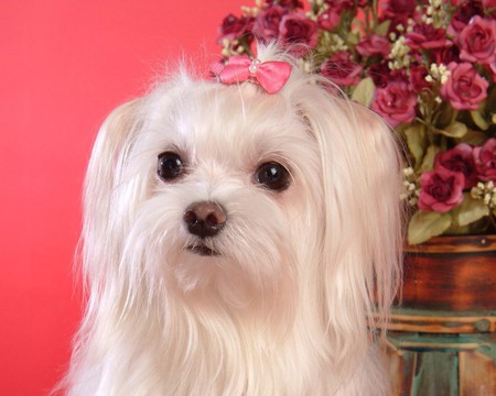 Maltese dog - animal, maltese, dog, puppy, sweet