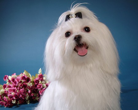 Maltese puppy - animal, maltese, dog, puppy, flower, sweet