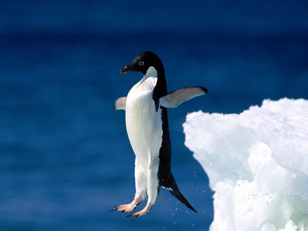 Penguin in action - ice, snow, animals, penguin, sea