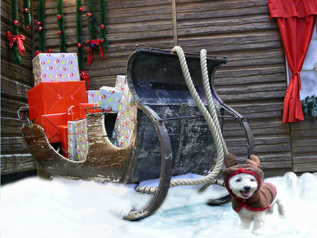 reindeer and sleigh - reindeer, presents, dog, winter, christmas