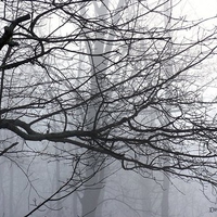 Misty Trees