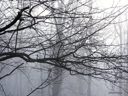 Misty Trees - fog, trees, mist, weather