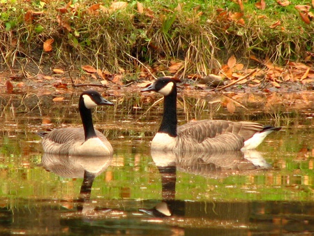 together - water, ohio, fall, geese