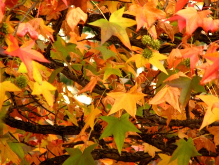 beautiful color - colors, ohio, fall, tree