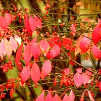 berries and leaves