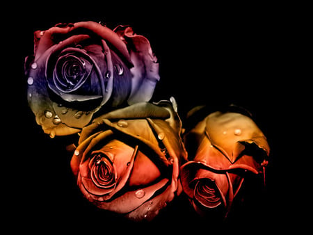 Colorful Roses - colorful, flowers, rose, roses