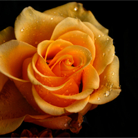 One Yellow Rose