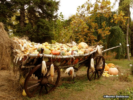 Autumn harvest - harvests, nature, trees, cart, popular, pumpinks, sesons