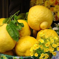 Lemon Colour