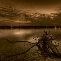 NATURE LAKE TREE