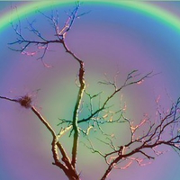 SILVER RAINBOW TREE