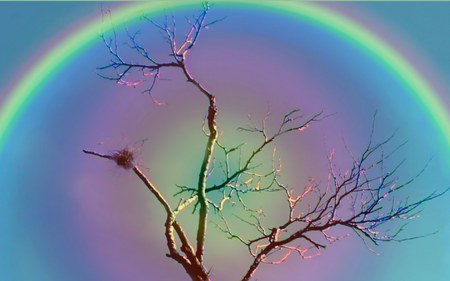 SILVER RAINBOW TREE - colorful, rainbow, tree, silver