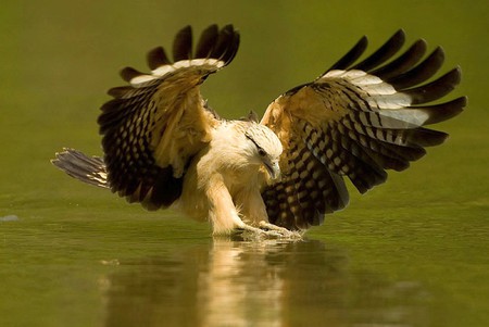 Eagle on Attack - eagle, attack, cool, picture