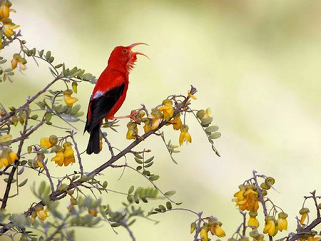 Singing Bird - bird, singing, picture, amazing, red