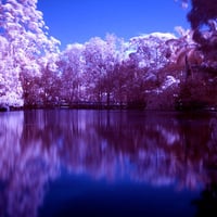 Purple Landscape