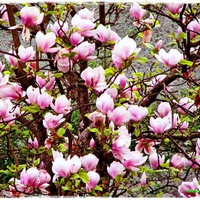 Magnolia flowers for songofjoy