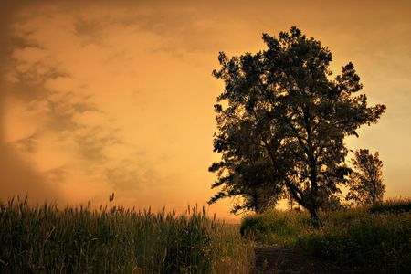 Autumn Sunset - art photo, beautiful, sky, field, orange, autumn fall, tree, sunset, autumn