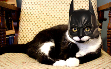 Batcat - parody, cats, batcat, animals