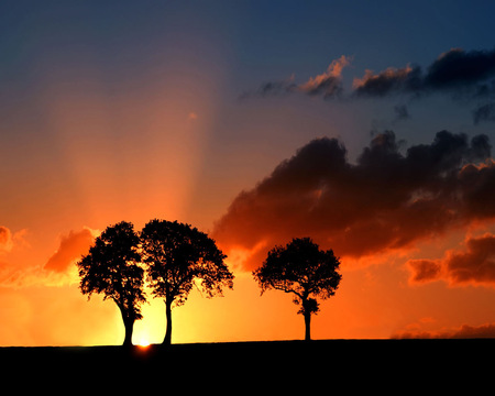 Sunset trees - tree, sunset, sun, light