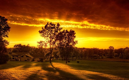 Golden sunset - field, tree, nature, sunset