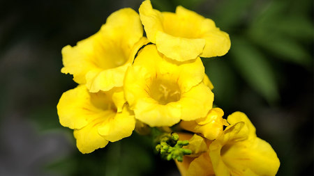 Exotic_flowers_Anagyris_latifolia - flower, yellow, nature, petal