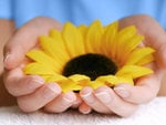 Sunflower in hands