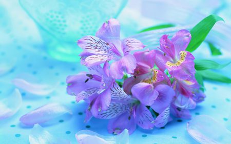 Beautiful fresh flowers - nature, violet, blue, flower