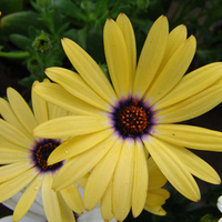 Summer flower