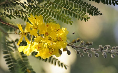 Acacia flowers - vase, yellow, acacia, flower, still life