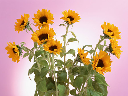 Beautiful flowers - sunflower, pretty, flower, pink