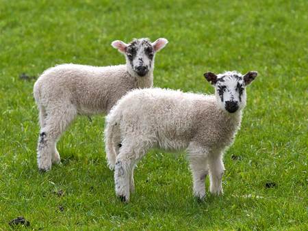 Cute spring lambs - field, grass, lamb, sweet