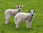 Cute spring lambs