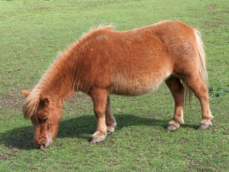 Shetland pony - horse, animal, pony, grass