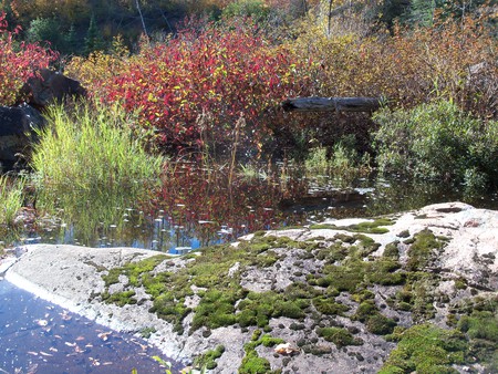 Reflecting pond - water, nature, pond, moss, forest