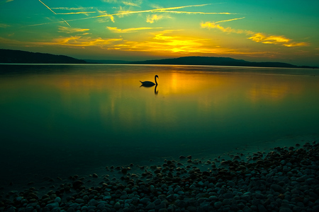 Calm - goose, calm, lake, sunset