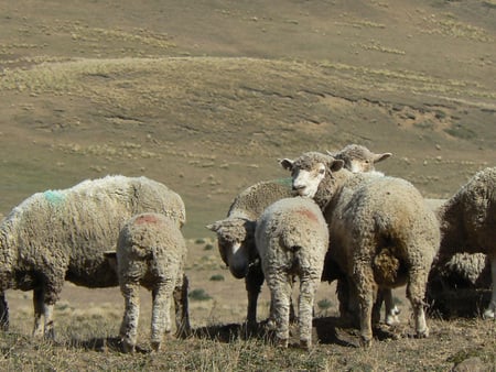 Lambs - farm, animal, field, lamb, grass