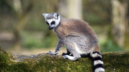 Ring Tailed Lemur - lemur, animals, zoo, cute, outdoors