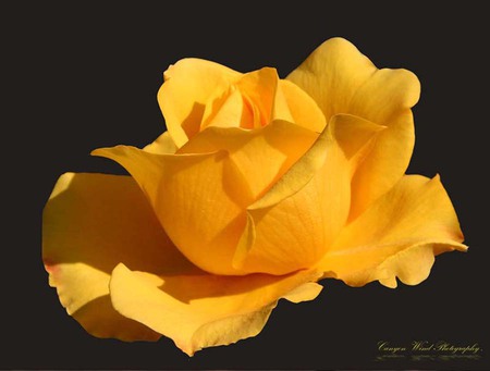 Yellow Rose - nice, closeup, background, art photo, yellow, black, still life, rose